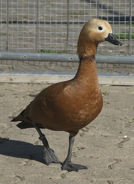 将与马德里