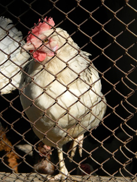 特拉斯科的 特拉斯科的