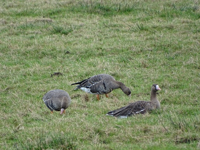无法维持巅 无法维持巅